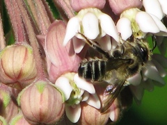 Litomegachile