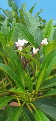 Apocynaceae