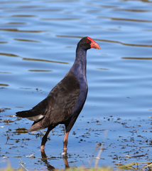 Porphyrio melanotus