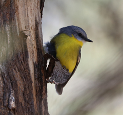 Eopsaltria australis