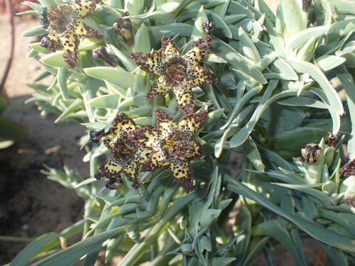 Ferraria schaeferi