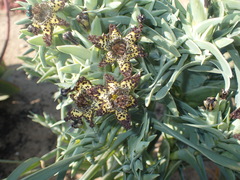 Ferraria schaeferi
