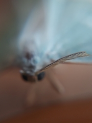 Campaea margaritaria