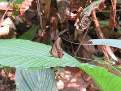 Charaxes bernardus