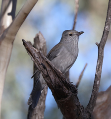 Colluricincla harmonica
