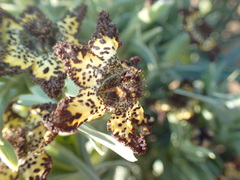 Ferraria schaeferi