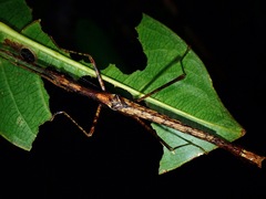 Asceles