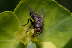 Tachinidae
