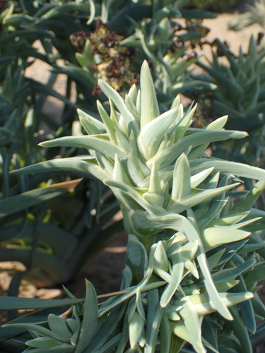 Ferraria schaeferi