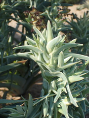 Ferraria schaeferi