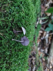 Baeospora myriadophylla