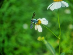 Thyreus himalayensis