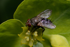 Tachinidae