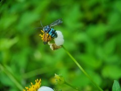 Thyreus himalayensis