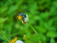 Thyreus himalayensis