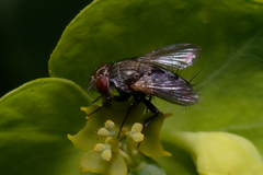 Tachinidae