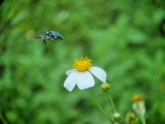 Thyreus himalayensis