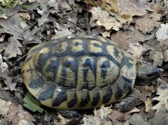 Testudo hermanni