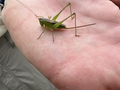 Conocephalus strictus