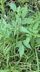 Bidens frondosa