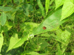Macracantha hasselti