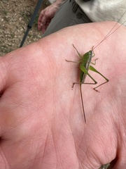 Conocephalus strictus