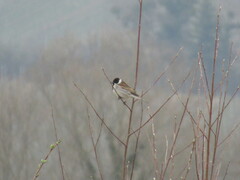 Emberiza schoeniclus
