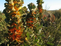 Hakea victoria