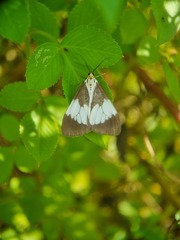 Nyctemera lacticinia