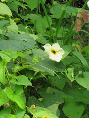 Abelmoschus moschatus