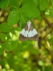 Nyctemera lacticinia