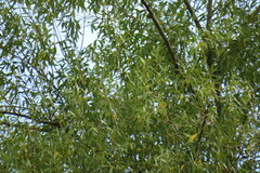 Salix alba