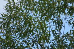 Salix alba