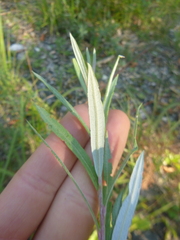 Salix eleagnos