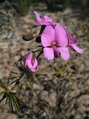 Gompholobium venustum