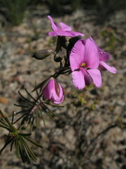 Gompholobium venustum