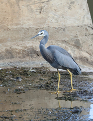 Egretta novaehollandiae