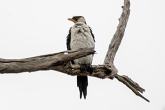 Microcarbo melanoleucos