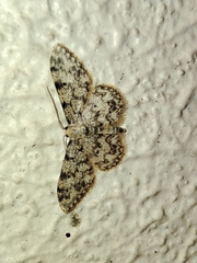 Idaea contiguaria