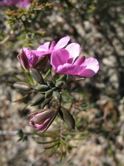 Gompholobium venustum