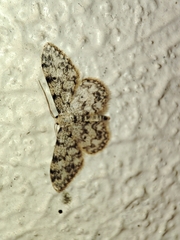 Idaea contiguaria