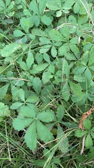Potentilla reptans