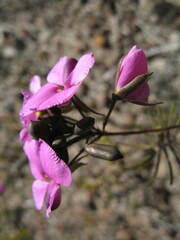 Gompholobium venustum