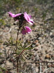 Gompholobium venustum