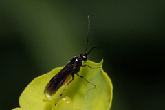 Braconidae