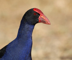 Porphyrio melanotus