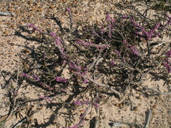 Melaleuca suberosa
