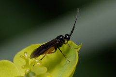 Braconidae
