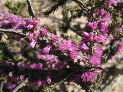 Melaleuca suberosa