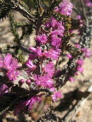 Melaleuca suberosa